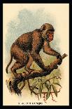 The Bald Uakari-G.r. Waterhouse-Art Print