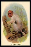 Coquerel's Sifaka-G.r. Waterhouse-Art Print