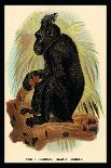 The Gorilla-G.r. Waterhouse-Art Print