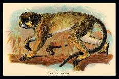 Coquerel's Sifaka-G.r. Waterhouse-Art Print