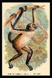 Debrazza's Guenon-G.r. Waterhouse-Art Print