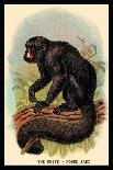 White Crowned Mangabey-G.r. Waterhouse-Art Print