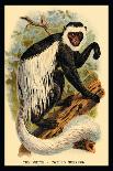 The Bald Chimpanzee-G.r. Waterhouse-Art Print