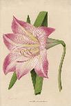 Amaryllis Marmorata-G. Severeyns-Framed Premium Giclee Print