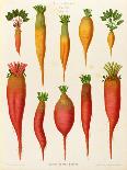 Carrots and Turnips: from the "Album Benary" Tab. XIV-G. Severeyns-Framed Premier Image Canvas