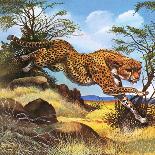 Cheetah Running-G. W Backhouse-Giclee Print