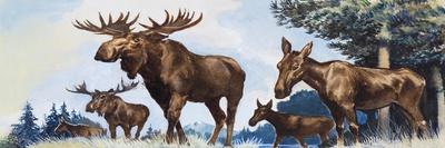 Moose Family-G. W Backhouse-Giclee Print