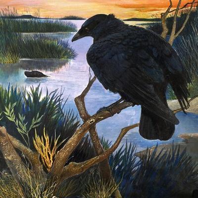 Crow Art: Prints & Paintings