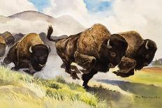 These Buffalo are Bison, 1962-G. W Backhouse-Framed Giclee Print