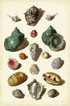 Muller Shells, Tab. VI-Gabriel Muller-Art Print
