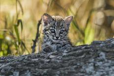 Geoffroy's cat, (Leopardus geoffroyi) Calden Forest, La Pampa, Argentina-Gabriel Rojo-Photographic Print