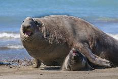 RF - Southern elephant seal male and female, Valdes, Patagonia Argentina-Gabriel Rojo-Photographic Print