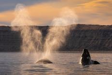 Southern Right whale spouting at surface, with calf breaching-Gabriel Rojo-Photographic Print