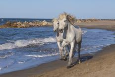 Camargue Horses Running on the Beach, Bouches Du Rhone, Provence, France, Europe-Gabrielle and Michel Therin-Weise-Photographic Print