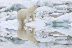 Female Polar Bear Reflecting in the Water (Ursus Maritimus)-Gabrielle and Michel Therin-Weise-Photographic Print