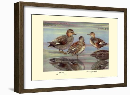 Gadwall and Coues's Gadwall Ducks-Louis Agassiz Fuertes-Framed Art Print