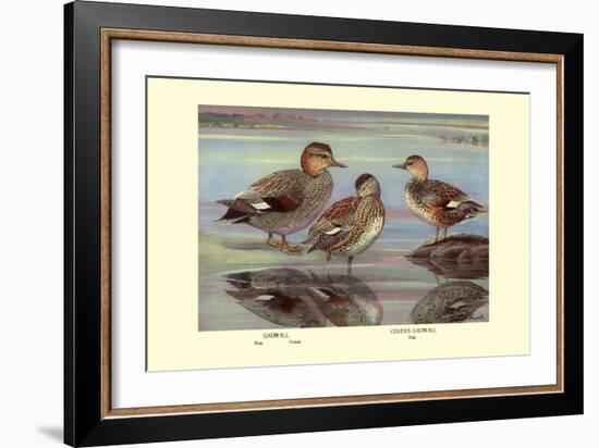 Gadwall and Coues's Gadwall Ducks-Louis Agassiz Fuertes-Framed Art Print