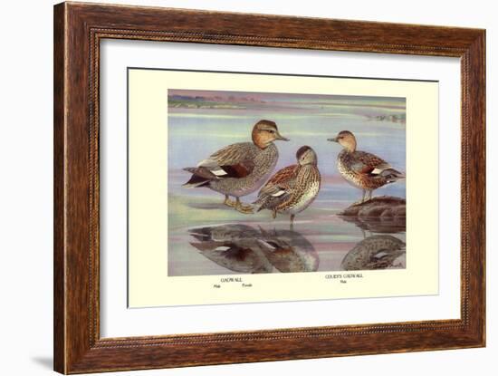 Gadwall and Coues's Gadwall Ducks-Louis Agassiz Fuertes-Framed Art Print