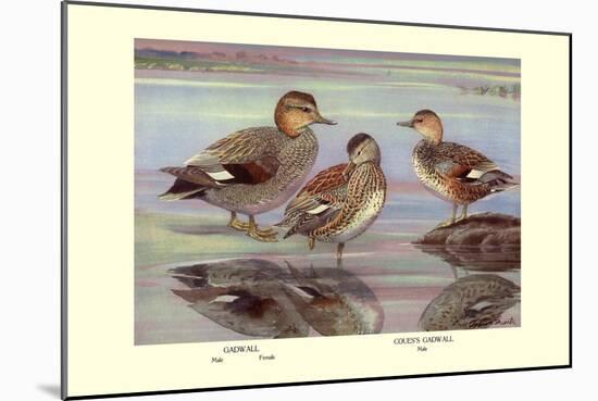 Gadwall and Coues's Gadwall Ducks-Louis Agassiz Fuertes-Mounted Art Print