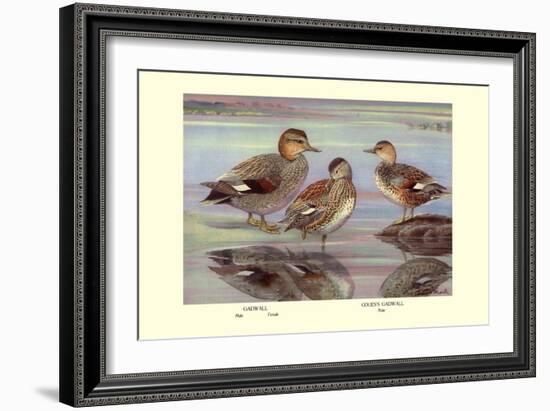 Gadwall and Coues's Gadwall Ducks-Louis Agassiz Fuertes-Framed Art Print