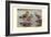 Gadwall and Coues's Gadwall Ducks-Louis Agassiz Fuertes-Framed Art Print