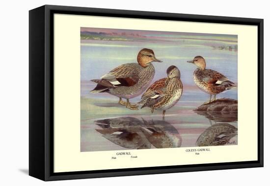 Gadwall and Coues's Gadwall Ducks-Louis Agassiz Fuertes-Framed Stretched Canvas