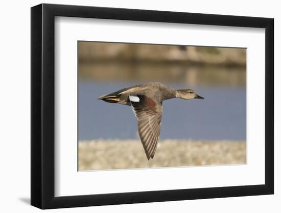 Gadwall Drake in Flight-Hal Beral-Framed Photographic Print