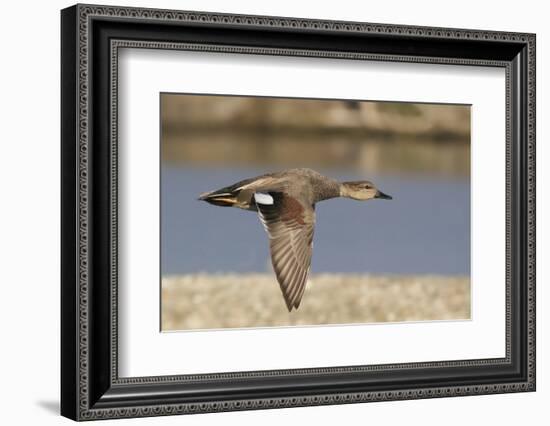 Gadwall Drake in Flight-Hal Beral-Framed Photographic Print