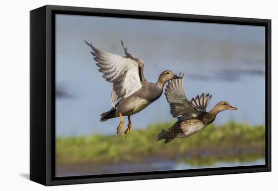 Gadwall pair flying-Ken Archer-Framed Premier Image Canvas