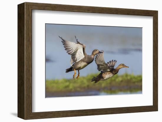 Gadwall pair flying-Ken Archer-Framed Photographic Print