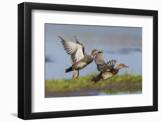 Gadwall pair flying-Ken Archer-Framed Photographic Print