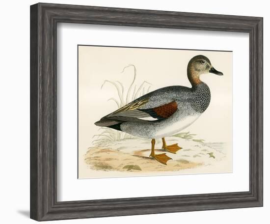 Gadwall-Beverley R. Morris-Framed Giclee Print