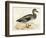 Gadwall-Beverley R. Morris-Framed Giclee Print