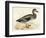 Gadwall-Beverley R. Morris-Framed Giclee Print