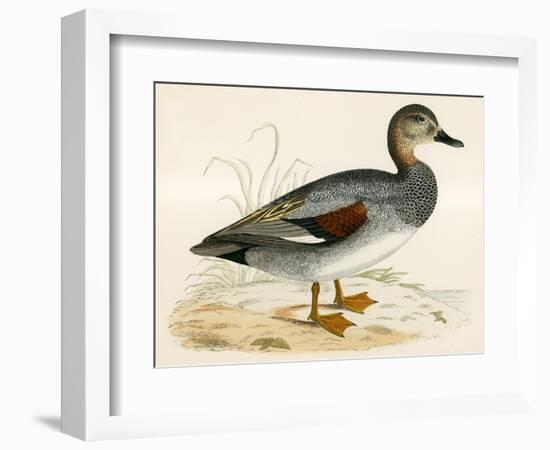 Gadwall-Beverley R. Morris-Framed Giclee Print