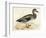 Gadwall-Beverley R. Morris-Framed Giclee Print