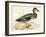 Gadwall-Beverley R. Morris-Framed Giclee Print