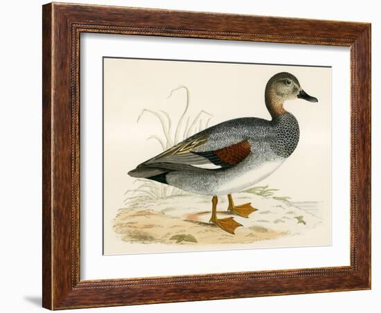 Gadwall-Beverley R. Morris-Framed Giclee Print