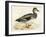 Gadwall-Beverley R. Morris-Framed Giclee Print