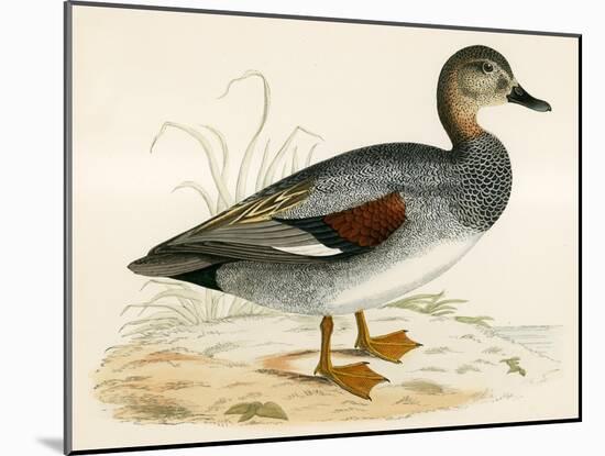 Gadwall-Beverley R. Morris-Mounted Giclee Print