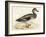 Gadwall-Beverley R. Morris-Framed Giclee Print