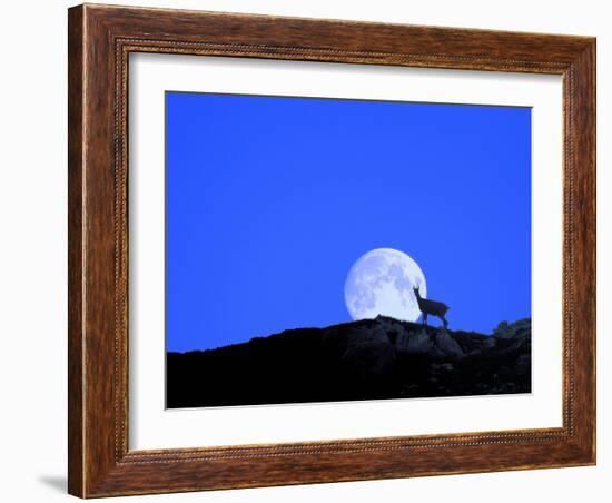 Gämse with Full Moon (M)-Ludwig Mallaun-Framed Photographic Print