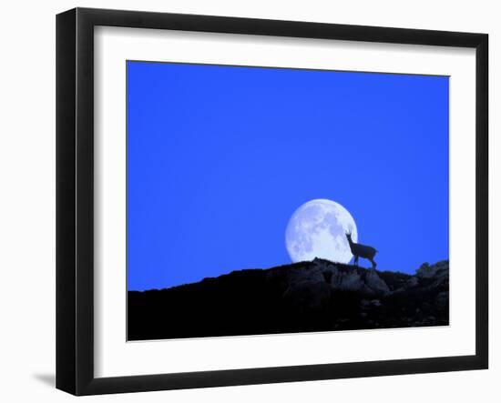 Gämse with Full Moon (M)-Ludwig Mallaun-Framed Photographic Print