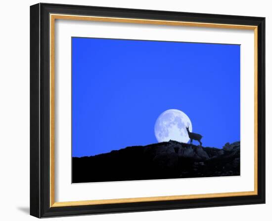 Gämse with Full Moon (M)-Ludwig Mallaun-Framed Photographic Print