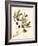 Gaeta Olives-Elissa Della-piana-Framed Art Print