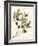 Gaeta Olives-Elissa Della-piana-Framed Art Print