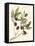 Gaeta Olives-Elissa Della-piana-Framed Stretched Canvas
