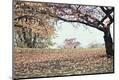 Photographic Print