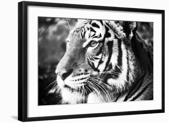 Photo, , large