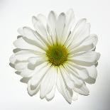 White Daisy-Gail Peck-Photographic Print